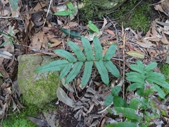 Blechnum wattsii