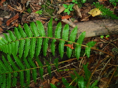 Dryopteris crassirhizoma