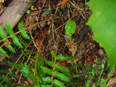 Dryopteris crassirhizoma