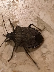Halyomorpha halys