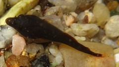 Lepadogaster lepadogaster