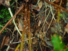 Dryopteris crassirhizoma