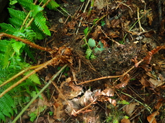 Dryopteris crassirhizoma