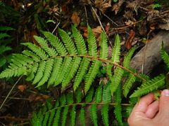 Dryopteris crassirhizoma