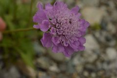 Scabiosa lucida