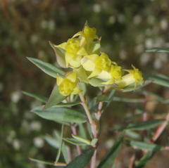 Penaea acutifolia