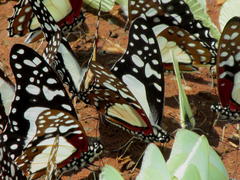 Graphium angolanus angolanus