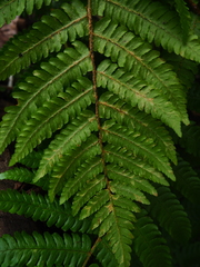 Dryopteris crassirhizoma
