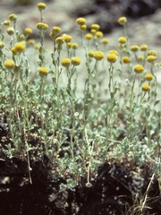 Artemisia nuttallii