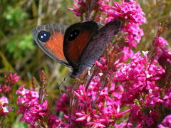 Pseudonympha hippia