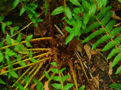 Dryopteris crassirhizoma