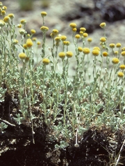 Artemisia nuttallii