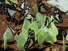 Graphium angolanus angolanus