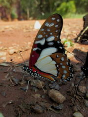 Graphium angolanus angolanus