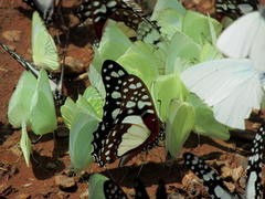 Graphium angolanus angolanus