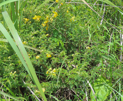 Chamaecrista capensis