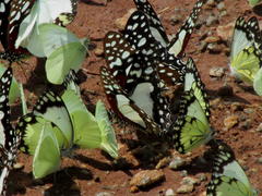 Graphium angolanus angolanus