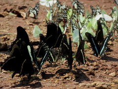 Graphium angolanus angolanus