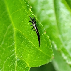Gigantothrips elegans