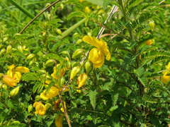 Chamaecrista capensis