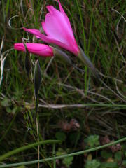 Gladiolus oreocharis
