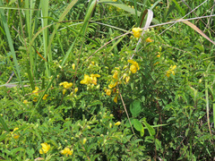 Chamaecrista capensis