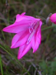 Gladiolus oreocharis