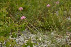 Centranthus angustifolius