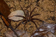 Heteropoda amphora