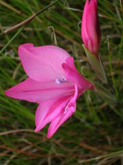Gladiolus oreocharis