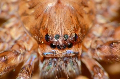 Heteropoda amphora