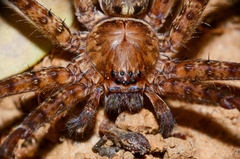 Heteropoda amphora