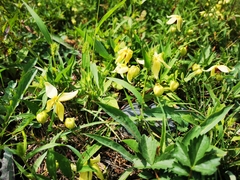 Clematis serratifolia
