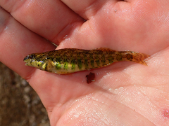 Etheostoma zonale
