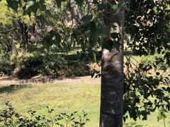 Brachychiton populneus populneus