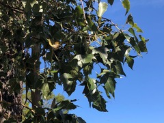 Brachychiton populneus populneus