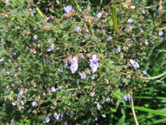 Isodon amethystoides
