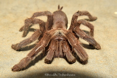 Chilobrachys