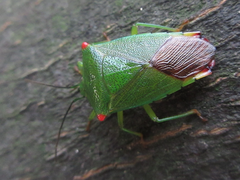Acanthosoma labiduroides