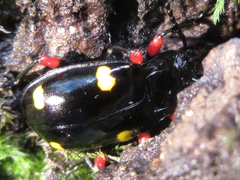 Eumorphus quadriguttatus pulchripes
