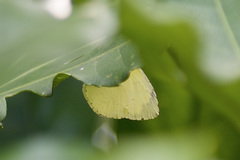 Eurema mandarina