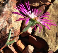 Erepsia esterhuyseniae