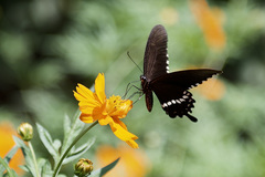 Papilio polytes