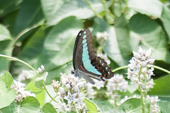 Graphium sarpedon