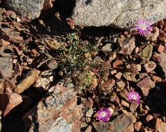 Erepsia esterhuyseniae