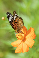 Argynnis hyperbius