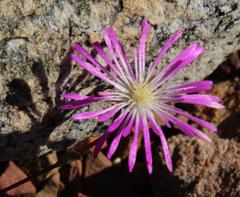 Erepsia esterhuyseniae