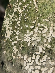 Icmadophilaceae