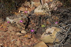 Erepsia esterhuyseniae