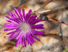 Erepsia esterhuyseniae